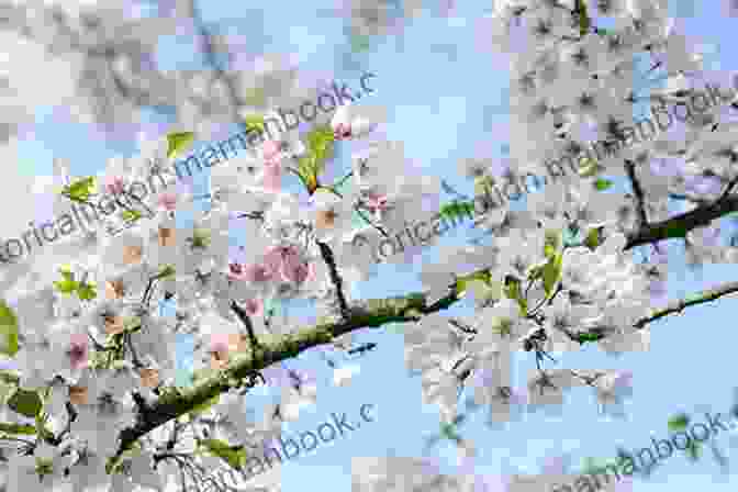 A Cherry Blossom Tree In Full Bloom, With Pink Petals Gently Falling Haiku Gift Vern Thiessen