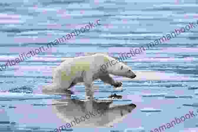 A Lone Polar Bear Stranded On A Rapidly Melting Ice Floe, Capturing The Devastating Consequences Of Climate Change In The Far North. Ice Floe II: International Poetry Of The Far North