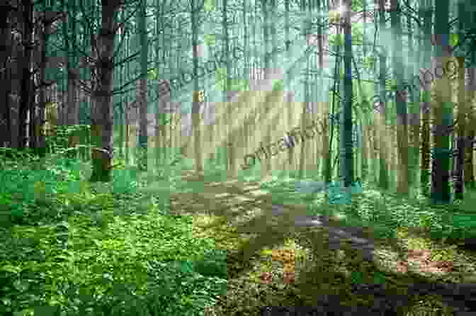 A Serene Forest, With Sunlight Filtering Through The Trees And Casting Long Shadows Haiku Gift Vern Thiessen