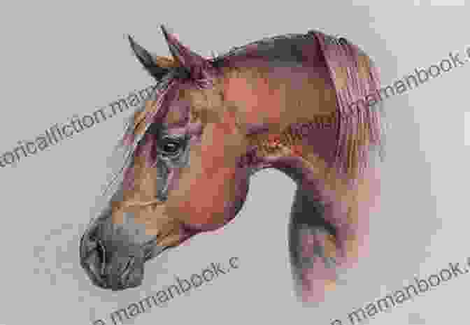 Horse Portrait Using Graphite And Coloured Pencils Drawing Tigers: Using Graphite And Coloured Pencils (Animal Art Guides 1)