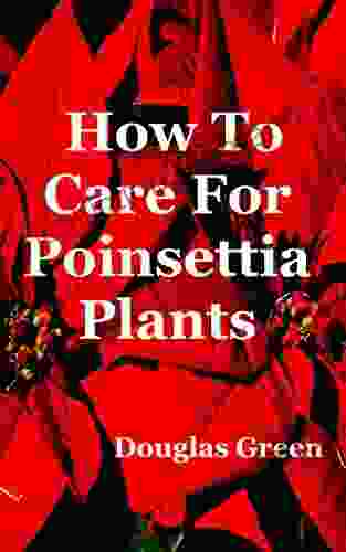 How To Care For Poinsettia Plants (Beginner Gardening 5)
